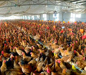 Chicken Viral Diseases